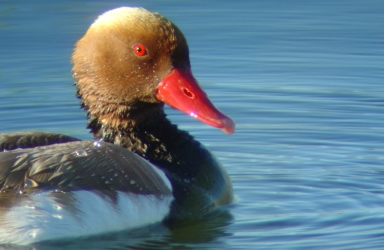 Bird Watching - VILAMOURA YACHT CHARTERS